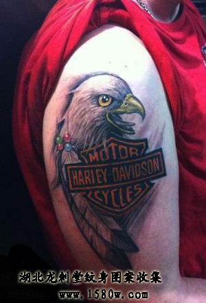 ӥͷ������ӥ����